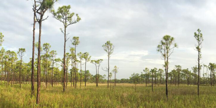 Jonathan Dickinson is the largest state park in Southeast Florida. (Courtesy/Jonathan Dickinson State Park)