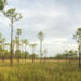 Jonathan Dickinson is the largest state park in Southeast Florida. (Courtesy/Jonathan Dickinson State Park)